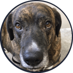 Washington Workmans Comp Law Firm - Dog, Headshot